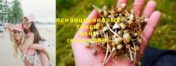 прущие грибы Армянск